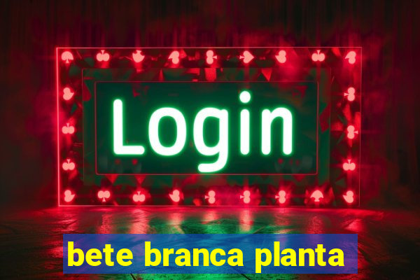 bete branca planta